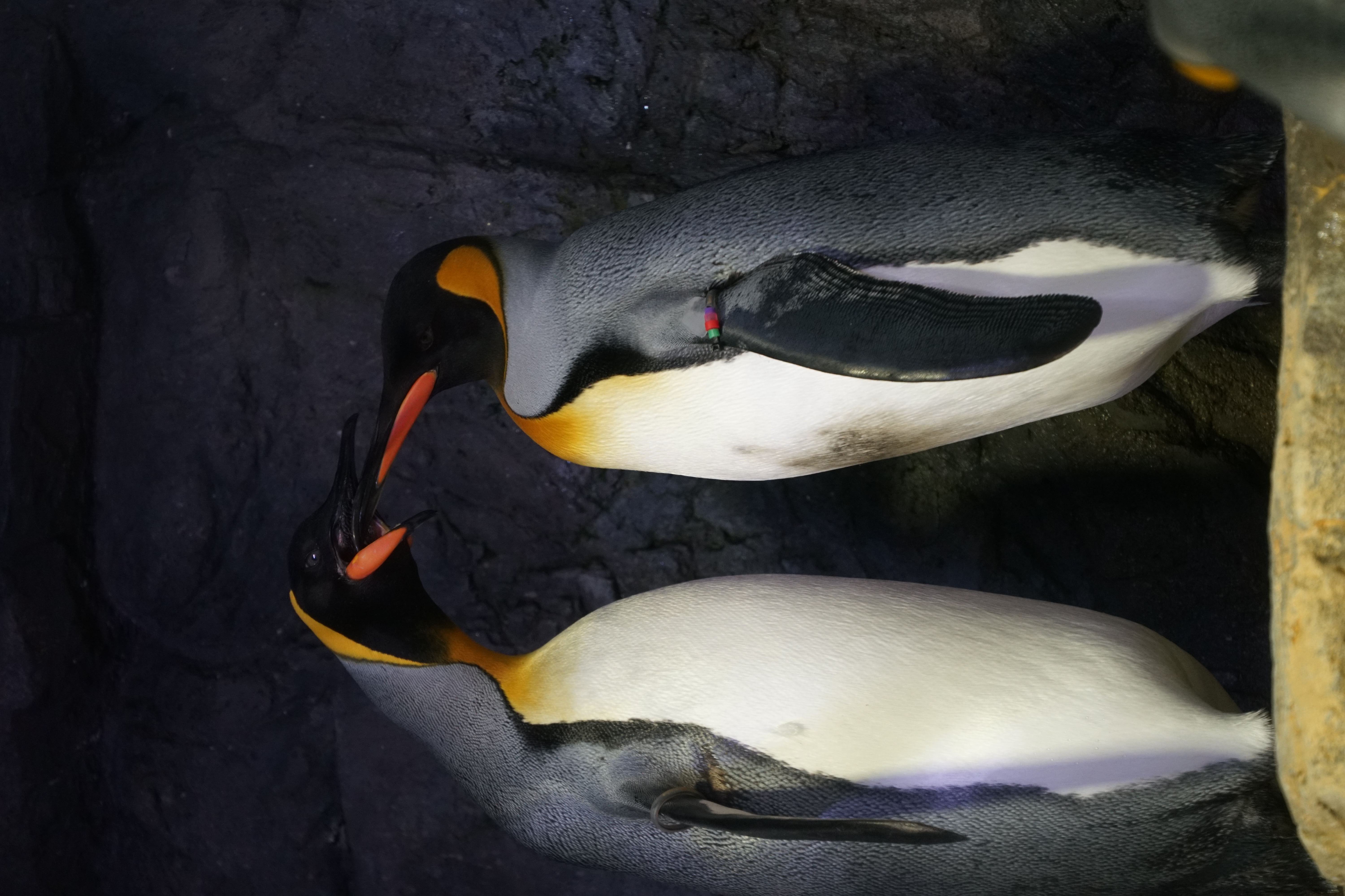 Mobile banner image 1